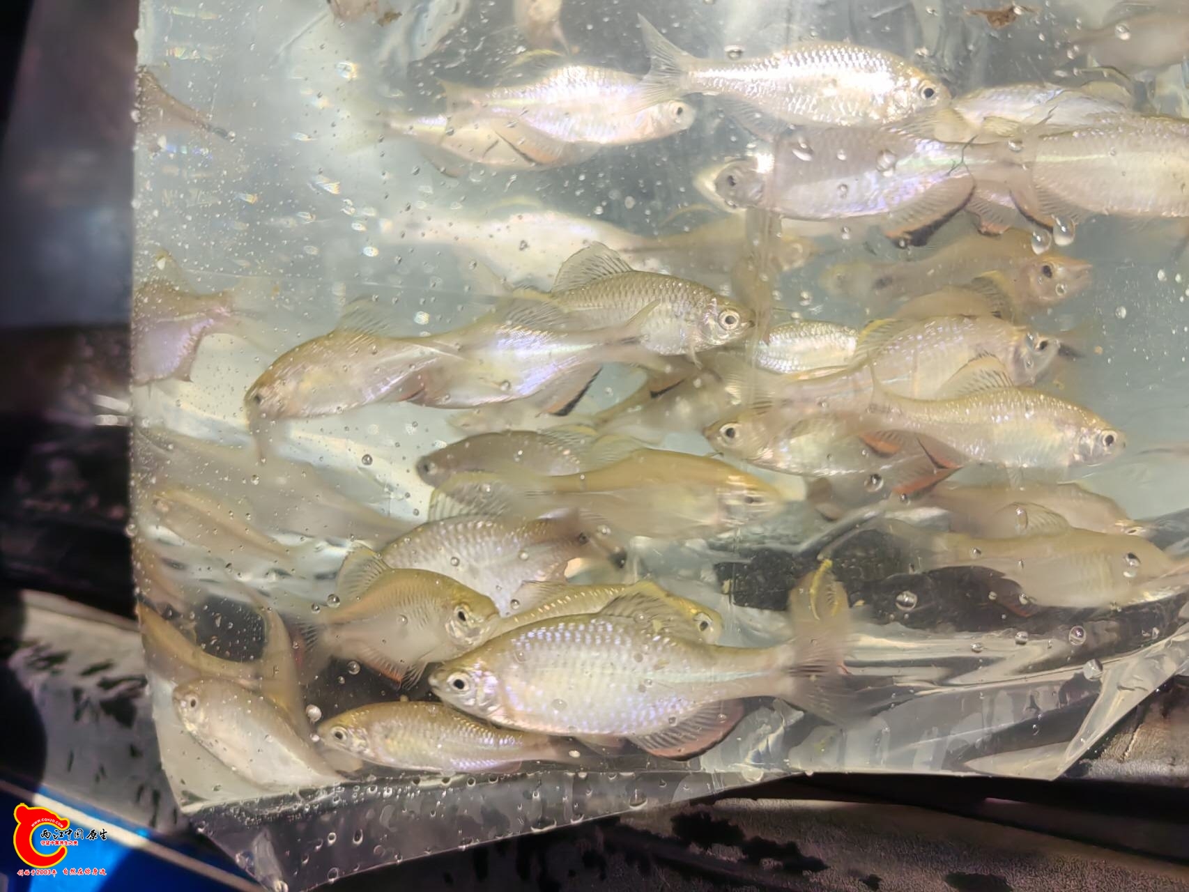 wechat_upload17616619566900d4045cfb7