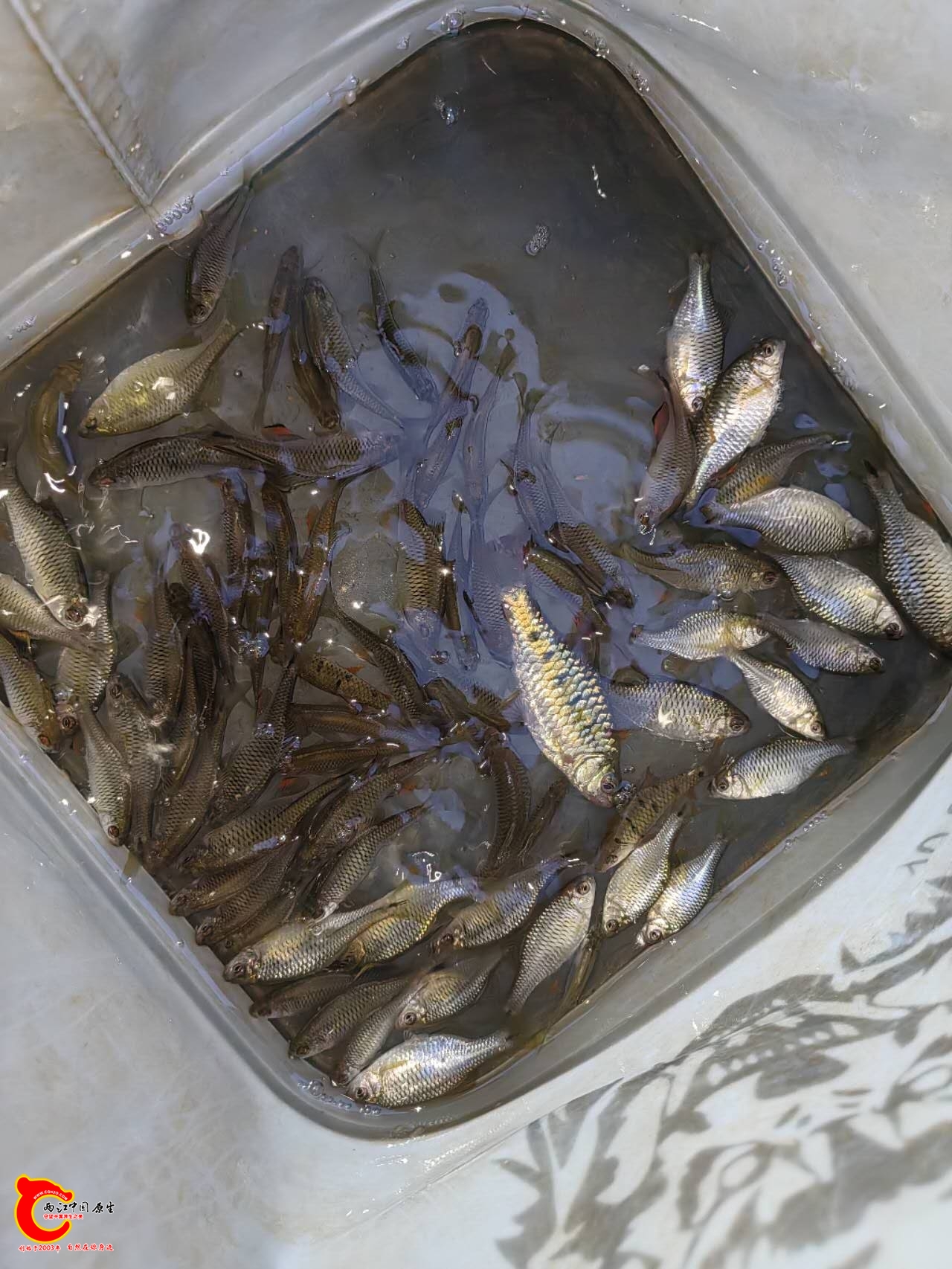 wechat_upload17616619576900d405750b1