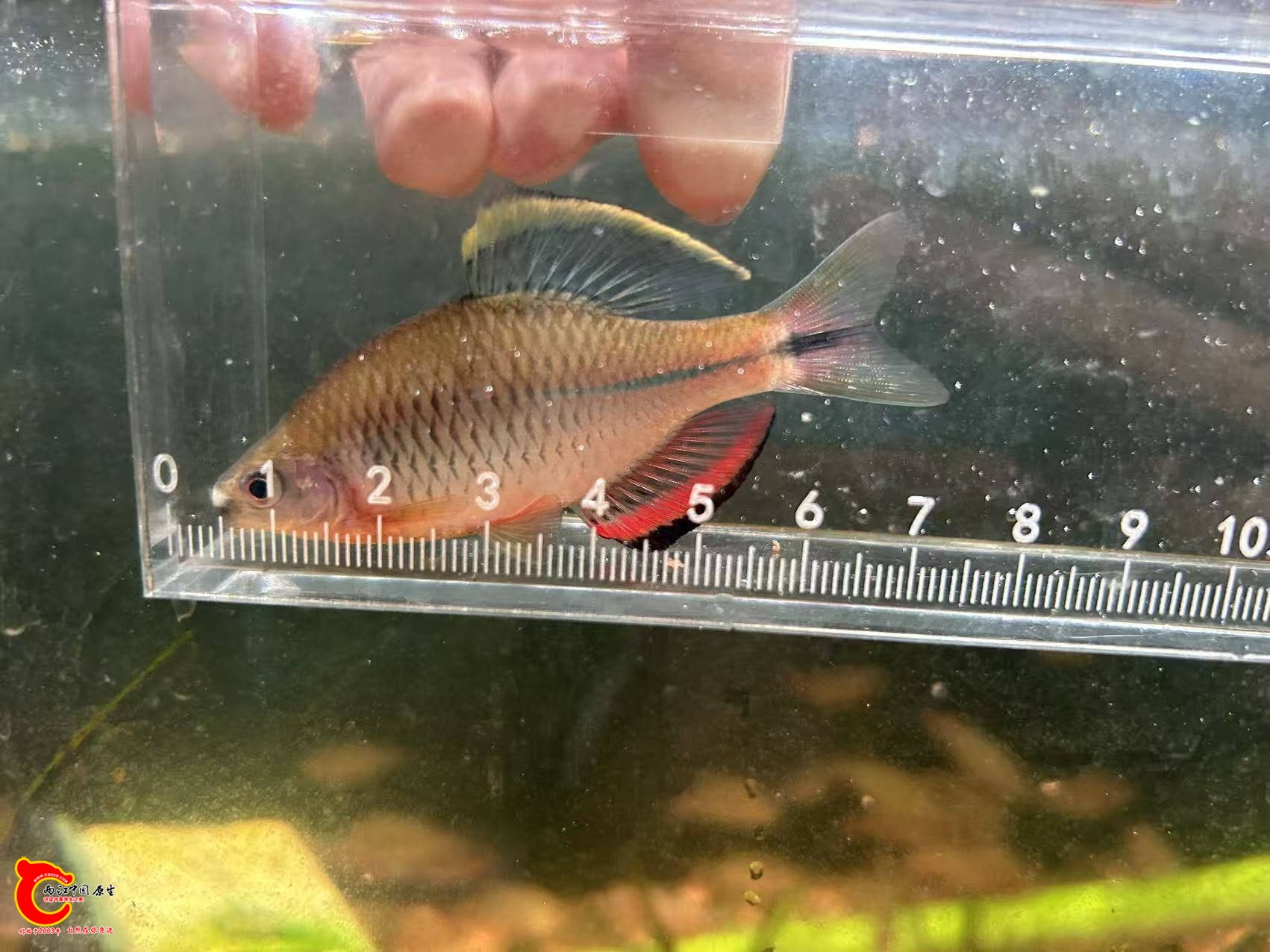 wechat_upload17616619606900d4086614d