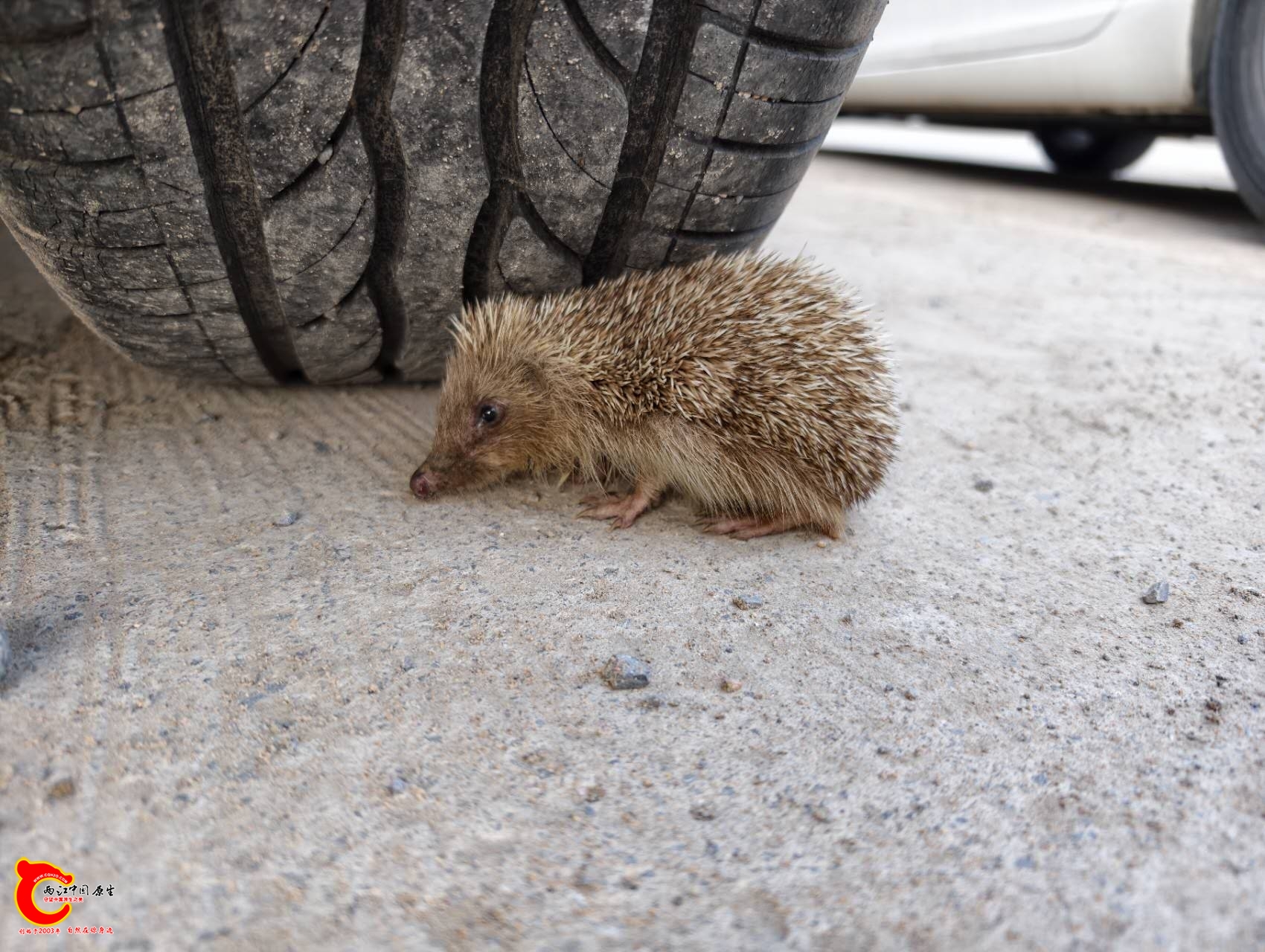 wechat_upload176406048369256d43a432c