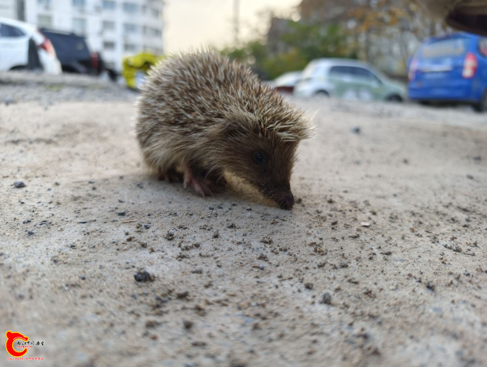 wechat_upload176406049069256d4af2e0f