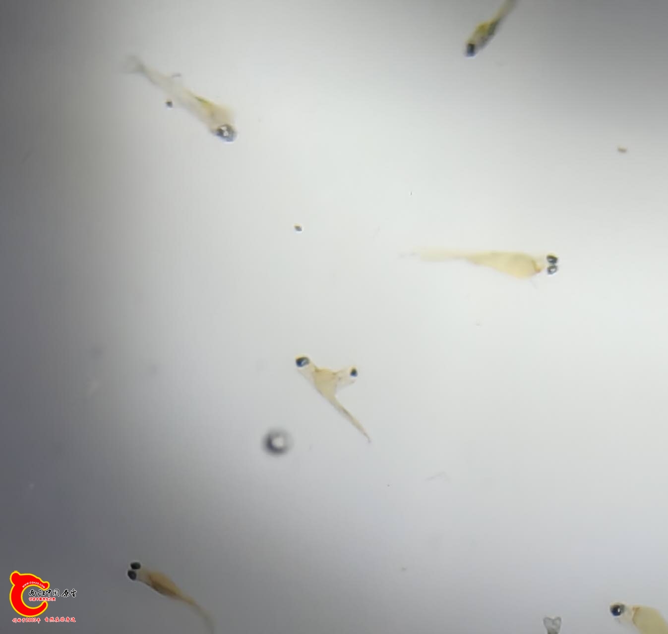 wechat_upload177229319169a30c4726efa