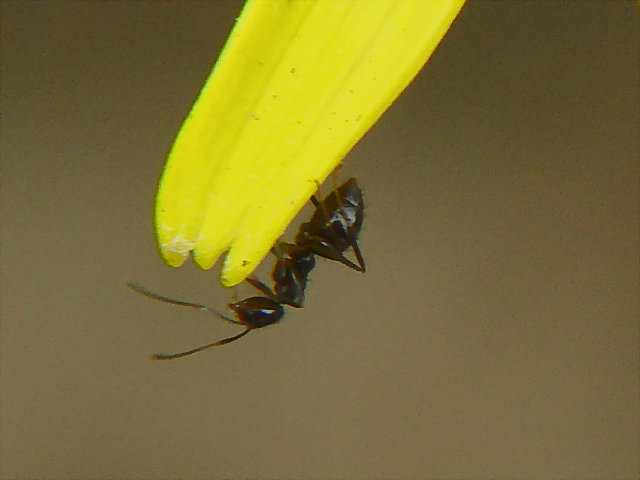 小昆虫