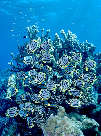 漂亮的海底世界