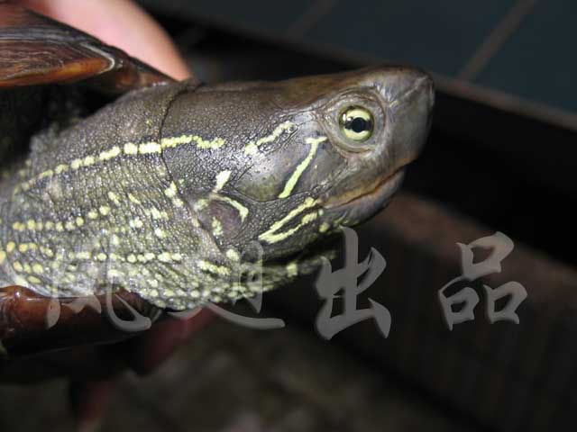 D号大母草(重1斤)