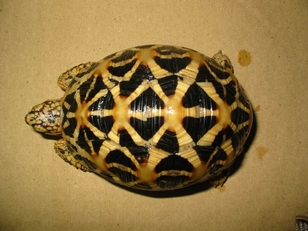 ！！！斯星 ！！！7--9CM！