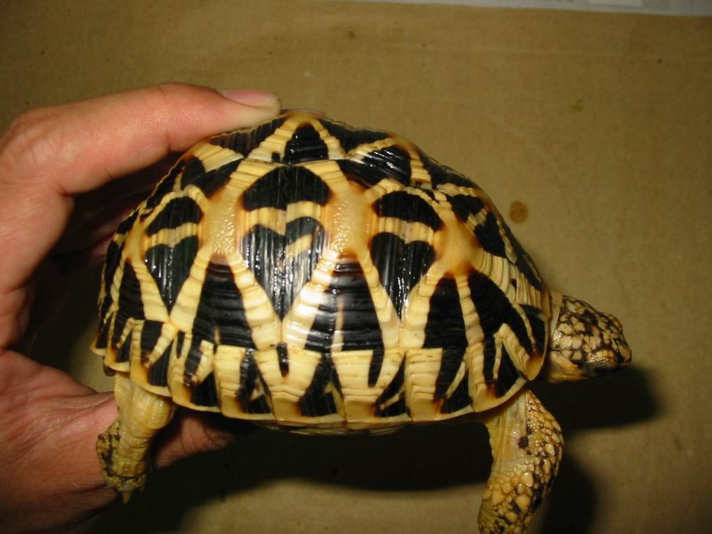 ！！！斯星 ！！！7--9CM！