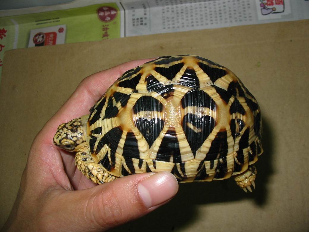 ！！！斯星 ！！！7--9CM！