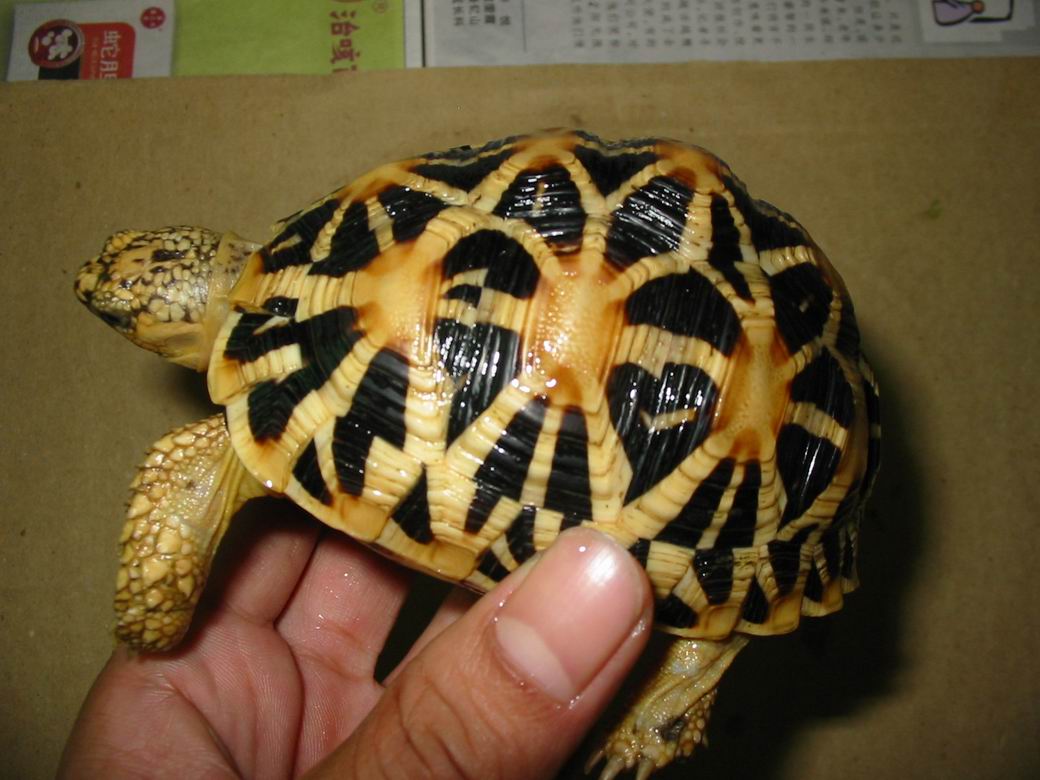 ！！！斯星 ！！！7--9CM！