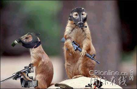 [转帖]动物也武装！