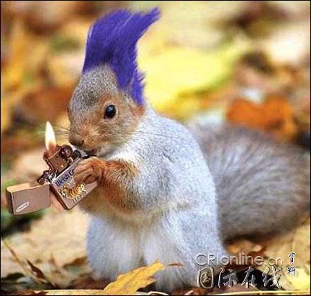 [转帖]动物也武装！