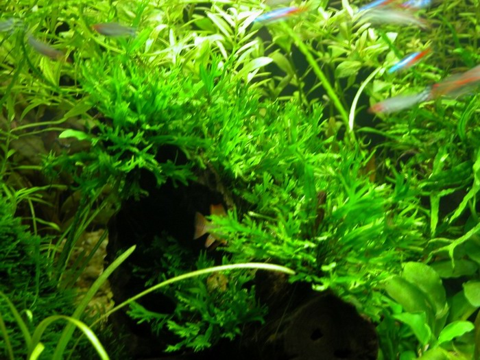 我的一米草缸
