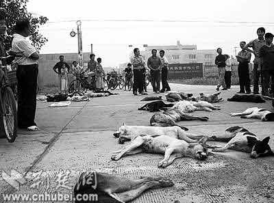 猫狗牛街头离奇死亡(组图)