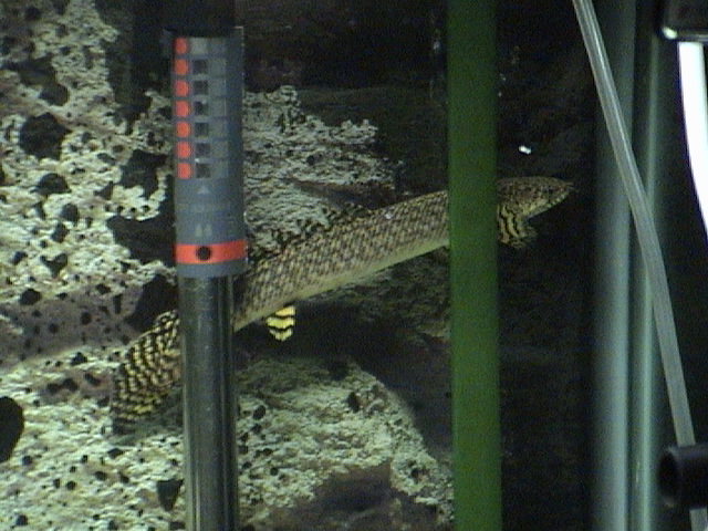 转让大花恐龙～～