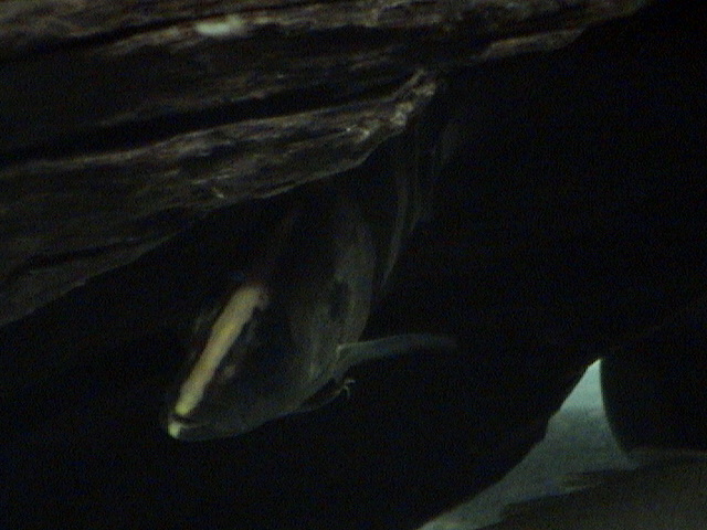 转让大花恐龙～～