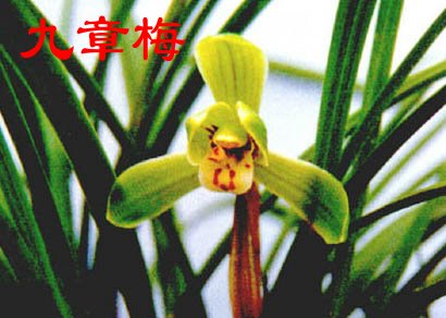 春兰(梅瓣)