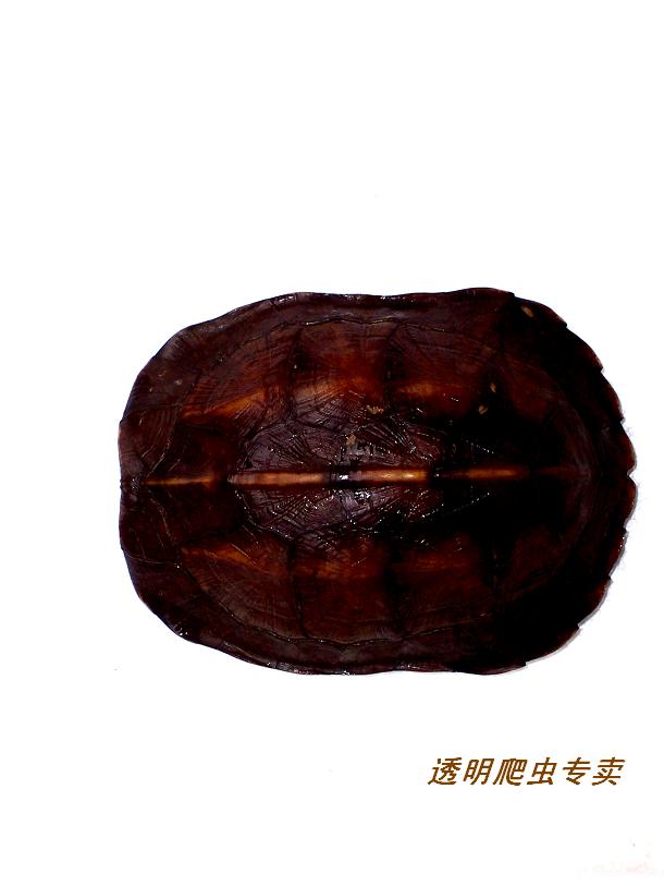 精品黑山~