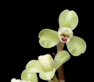 看看是什么兰花品种!