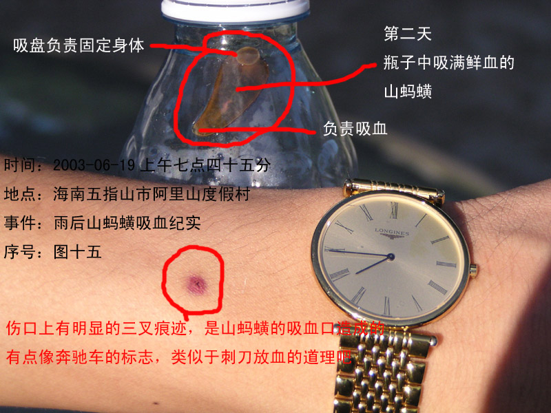 蚂蝗吸人血的全过程