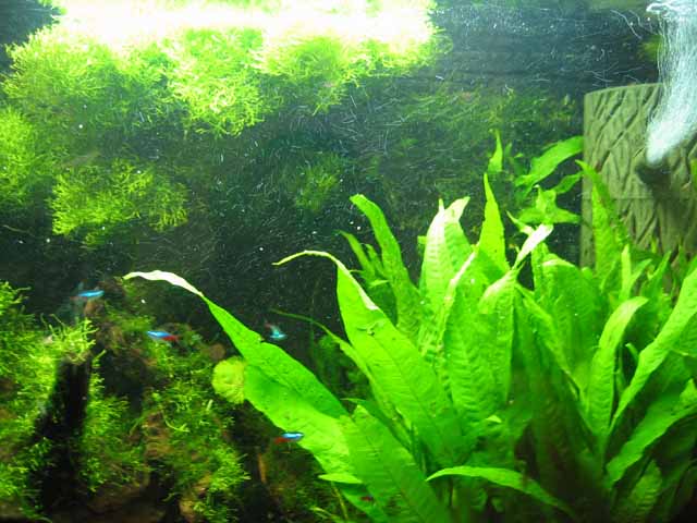 新草缸已建好,请大家点评