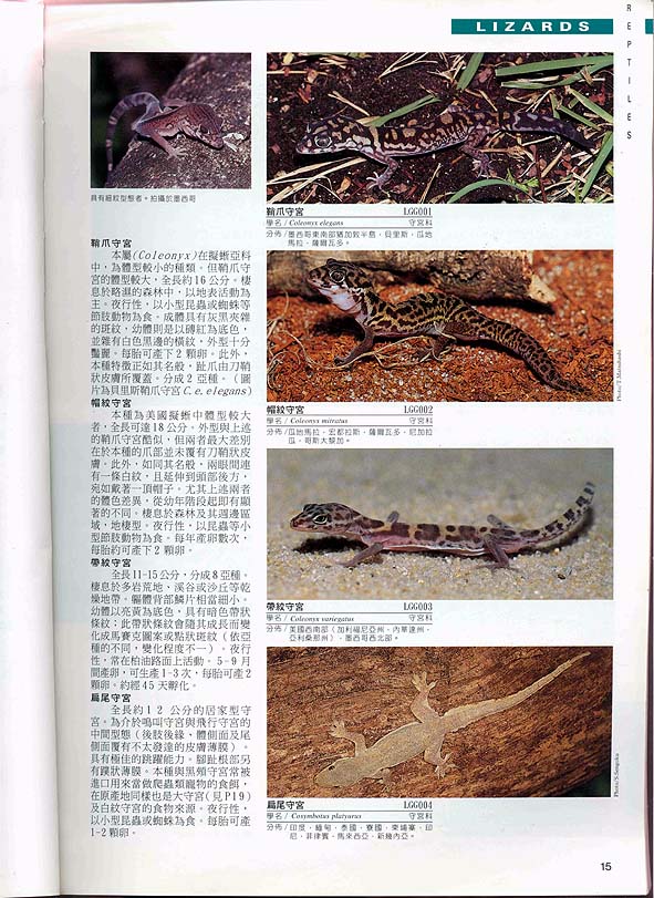 [分享]经典的爬虫类两栖类800种图鉴