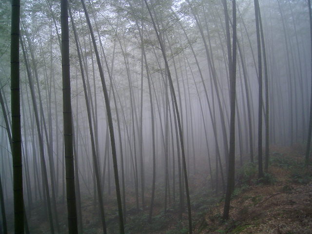 永川茶山竹海