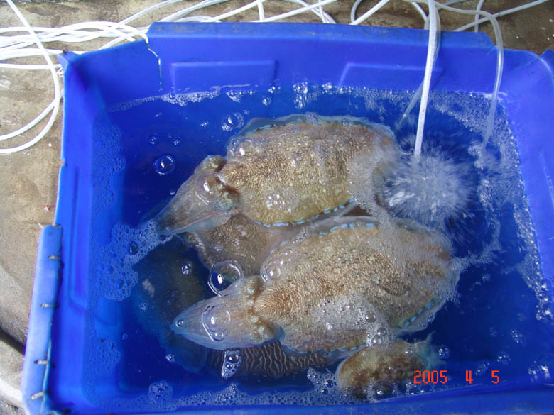 海南
