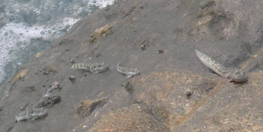 海南