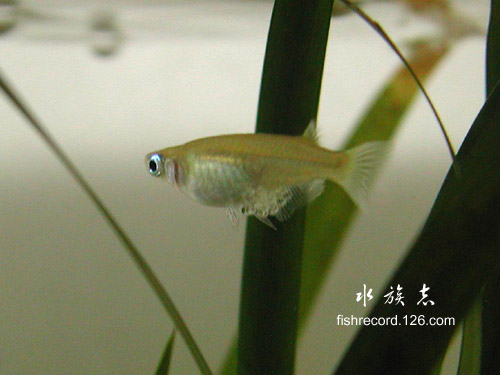 [讨论]青将的生存环境及食物