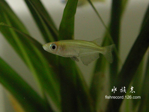 [讨论]青将的生存环境及食物