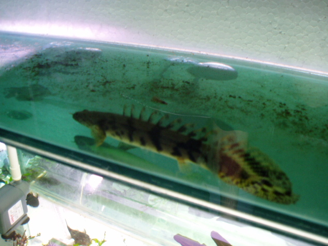 9月9日到鳄鱼恐龙王