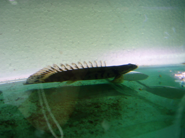 9月9日到鳄鱼恐龙王