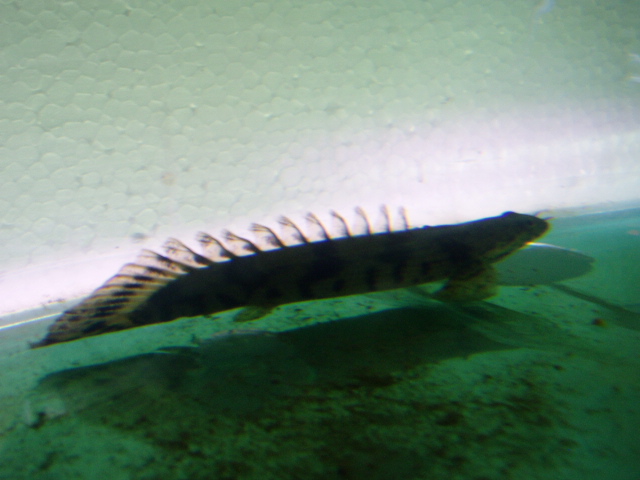 9月9日到鳄鱼恐龙王