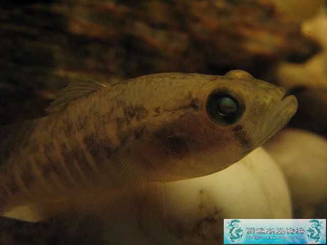 换个角度拍鱼，你喜欢那张呢？补几张高清图片！