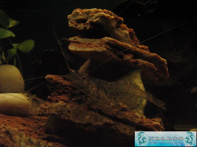 换个角度拍鱼，你喜欢那张呢？补几张高清图片！