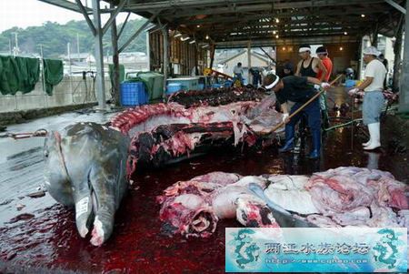 贱！！鲸肉比牛肉还便宜 探秘日本鲸鱼屠宰场