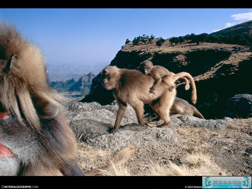 誓将此贴，顶上1000楼。国家地理2001-2005年度图片！