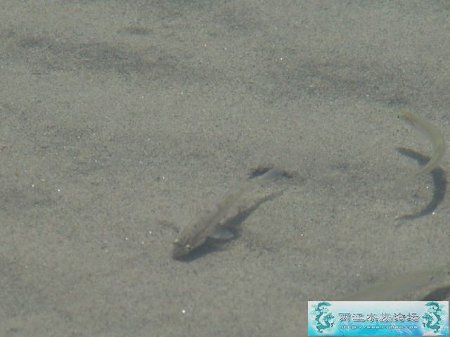 朋友发来的野生鱼，求鉴定品种！！！