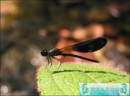 国庆献礼！极品昆虫世界！！