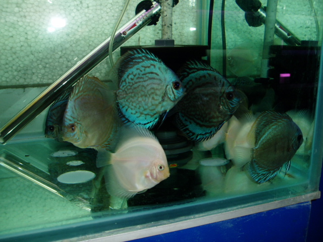 6月9日到七彩图片欣赏1