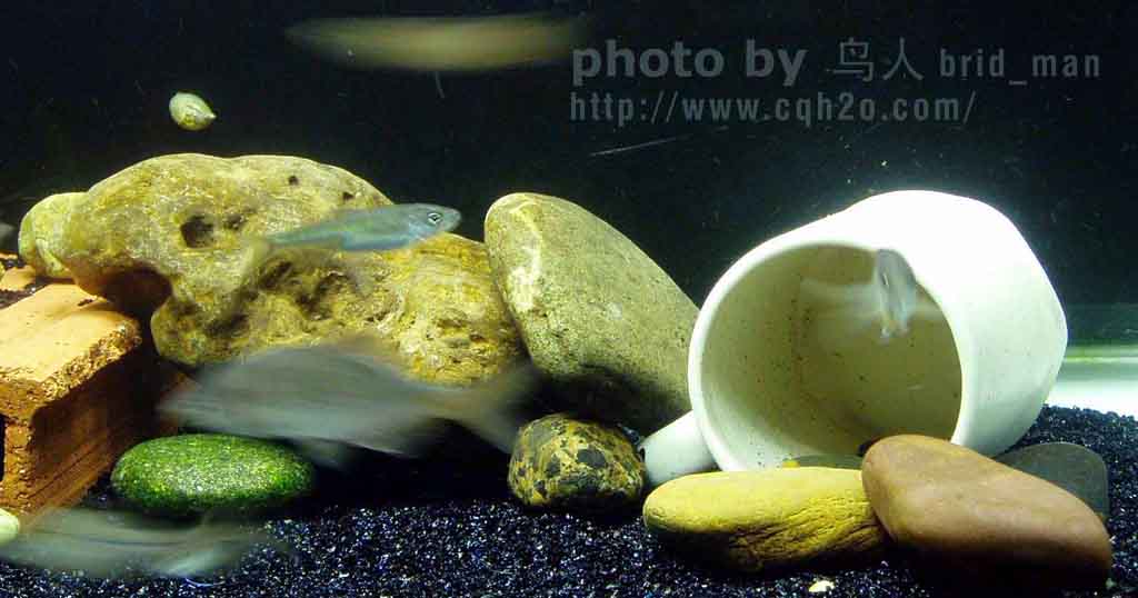 [3号参赛作品]&nbsp;溪流之殇---鸟人