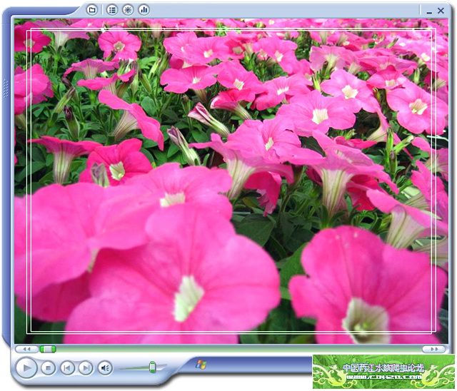 [转帖]花卉展示