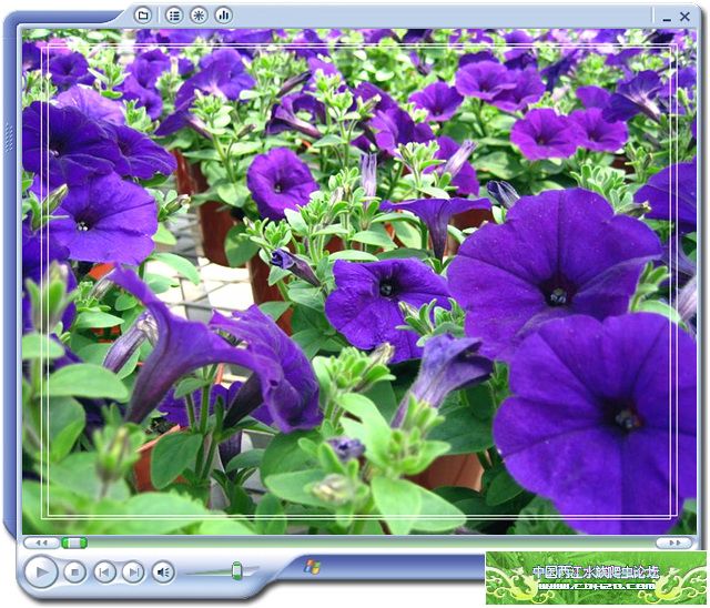 [转帖]花卉展示