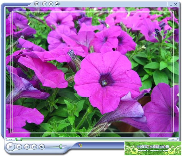 [转帖]花卉展示