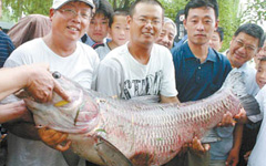 奇鱼大观