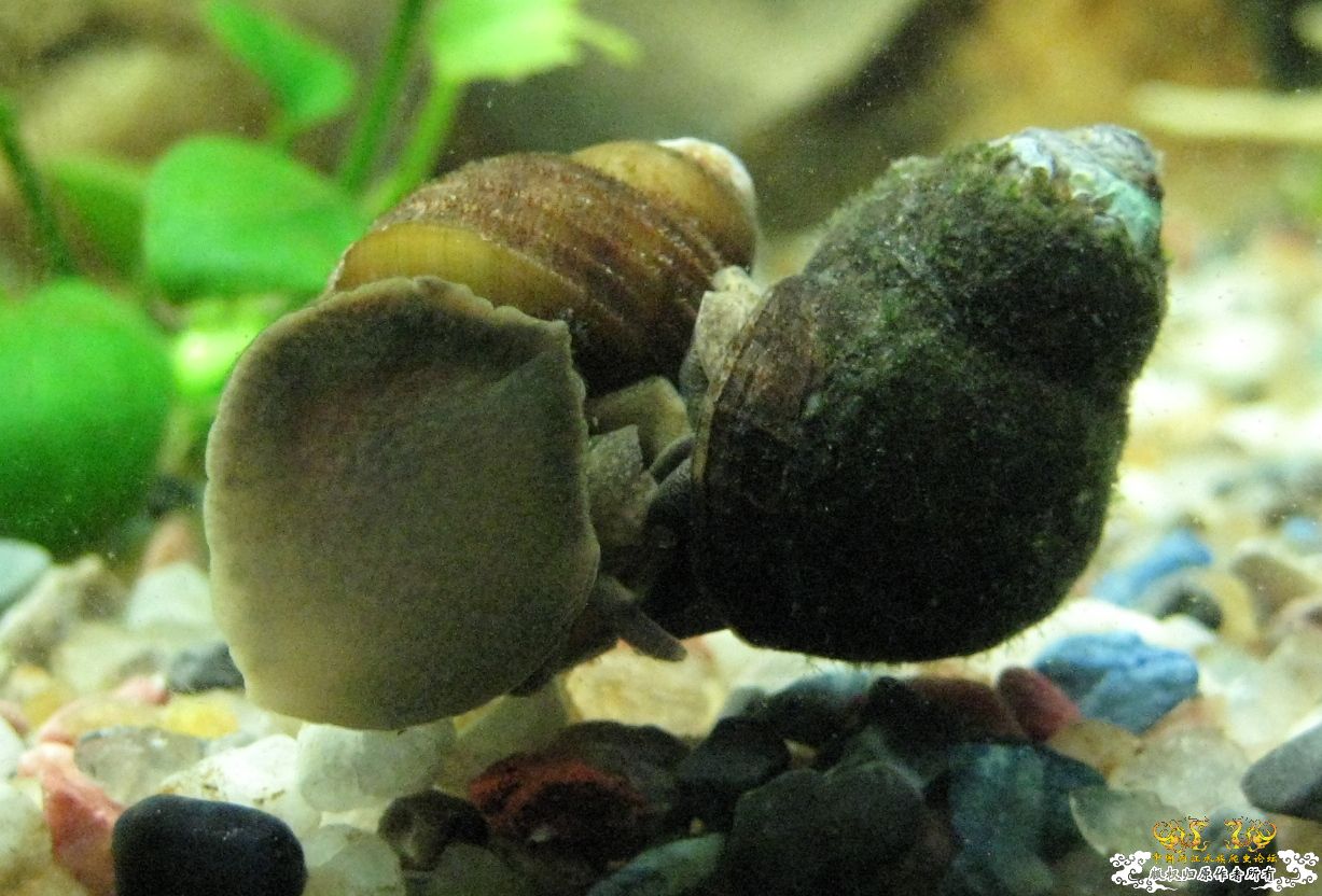 水王灌水之少儿不宜