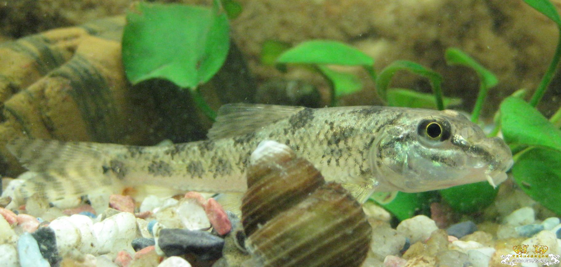 今天朋友送的棒花，已开口了。