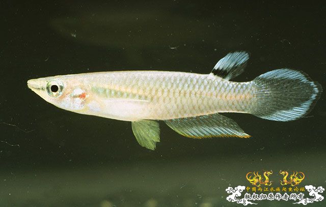 (占个位置发图)