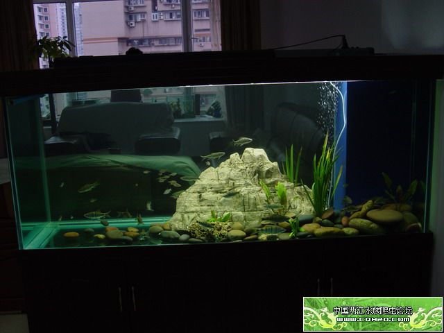 国鱼贺新春,祝贺大家新年快乐(新开的3个缸)