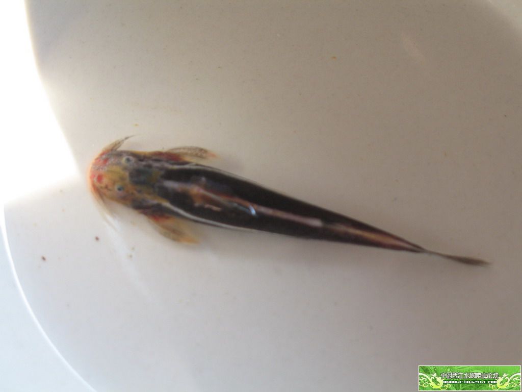 三线纹胸鮡 鮡科 Glyptothorax trilineatus Blyth